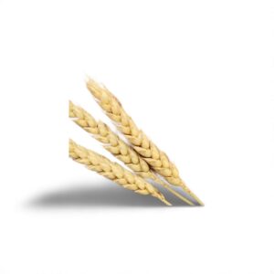 Wheat